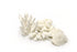little wonders natural white coral 5 pieces